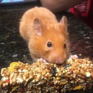 Meet your Posher, Darlene